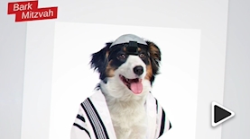 קמפיין יהדות התורה, צילום: כאן 11 ויהדות תורה